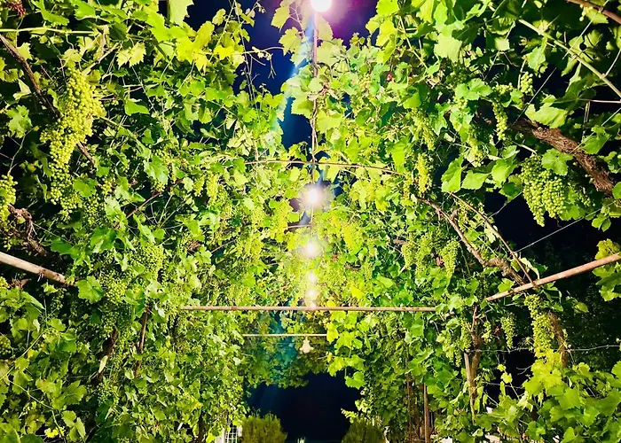 Meadow Of Stars House *